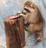 LIFESIZE RACCOON ON STUMP EATING CHEEZE ITS TAXIDERMY