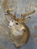 2 WHITETAIL SH MTS (2x$) TAXIDERMY