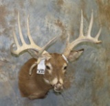 FREAK WHITETAIL SH MT TAXIDERMY
