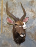 NYALA SH MT TAXIDERMY