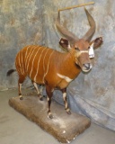 LIFESIZE BONGO TAXIDERMY