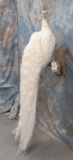 LIFESIZE WHITE PEACOCK ON PERCH  TAXIDERMY