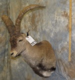 IBEX SH MT TAXIDERMY