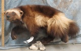 LIFESIZE WOLVERINE TAXIDERMY
