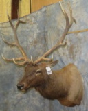 ELK SH MT TAXIDERMY