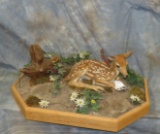 LIFESIZE LAYING FAWN TAXIDERMY