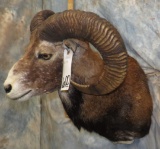 TX SHEEP SH MT TAXIDERMY