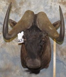 BLACK WILDEBEEST SH MT TAXIDERMY