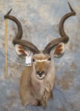 KUDU SH MT TAXIDERMY