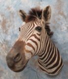 ZEBRA SH MT  TAXIDERMY