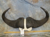 SET OF LARGE CAPE BUFFALO HORNS TAXIDERMY