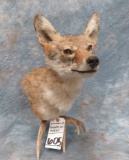 COYOTE SH MT ON ANTLER  TAXIDERMY