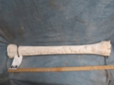 CARVED GIRAFFE BONE  TAXIDERMY
