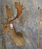 FALLOW SH MT TAXIDERMY