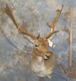 FALLOW WALL PED TAXIDERMY