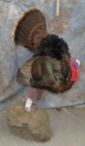 LIFESIZE TURKEY TAXIDERMY