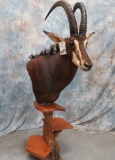 SABLE SH MT ON PEDESTAL  TAXIDERMY
