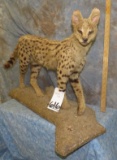 SERVAL CAT TAXIDERMY