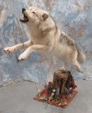 LIFESIZE TIMBERWOLF TAXIDERMY