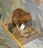 LIFESIZE BEAVER TAXIDERMY