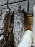 LIFESIZE PIE BALD PEACOCK  TAXIDERMY