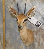 DUIKER SH MT TAXIDERMY