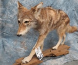 LIFESIZE COYOTE ON BASE  TAXIDERMY