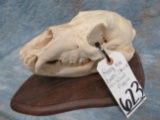 LARGE BLACK BEAR SKULL WOOD PLAQUE