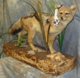 LIFESIZE BEAUTIFUL BLACKBACK JACKEL TAXIDERMY