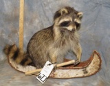 RACCOON IN A CANOE TAXIDERMY