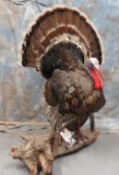 LIFESIZE TURKEY TAXIDERMY