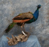 BEAUTIFUL STANDING INDIGO PEACOCK TAXIDERMY