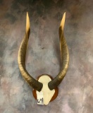 BONGO HORNS ON WOOD PEDESTAL  TAXIDERMY