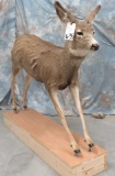 LIFESIZE MULE DEER DOE TAXIDERMY