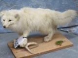 LIFESIZE ARCTIC FOX ON DRIFTWOOD  TAXIDERMY