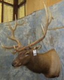 ELK SH MT TAXIDERMY