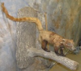 LIFESIZE COATIMUNDI TAXIDERMY