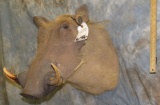 WARTHOG SH MT