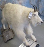 LIFESIZE MTN GOAT TAXIDERMY