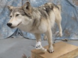 LIFESIZE WOLF TAXIDERMY