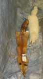 1 ARCTIC FOX HIDE, & 1 RED FOX HIDE (2x$) TAXIDERMY
