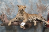 LIFESIZE RESTING LEOPARD ON BRANCH WALL MT (TX RES)