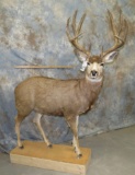 LIFESIZE MULE DEER W/ XL RACK TAXIDERMY