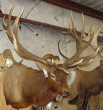 Elk SH MT TAXIDERMY