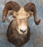 STONE SHEEP SH MT TAXIDERMY
