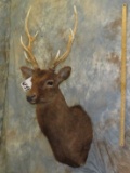 SIKA DEER SH MT TAXIDERMY