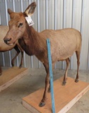 LIFESIZE FEMALE ELK TAXIDERMY