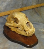 BLACK BEAR SKULL ON PLAQUE TAXIDERMY