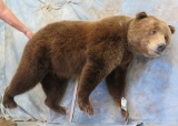 LIFESIZE GRIZZLY BEAR TAXIDERMY