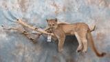 LIFESIZE MOUNTAIN LION TAXIDERMY
